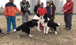 网友爆料训犬师视频下载