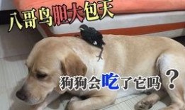 八哥视频高清在线观看,尽享视觉盛宴，在线观看新体验