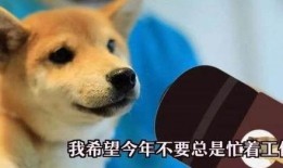 一个狗狗最新爆料视频在线观看,揭秘宠物界的秘密生活