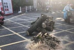 绵阳最新凯厦砍树爆料事件,校园绿化遭破坏，引发社会关注