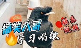 八哥视频高清在线观看,尽享视觉盛宴，在线观看新体验