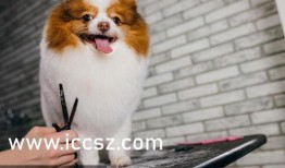 台湾狗崽爆料曲线视频在线观看,揭秘网络热点背后的真相