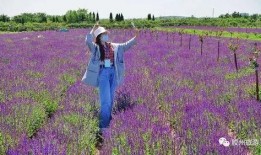 胶州新闻爆料,惊现神秘事件，真相即将揭晓！