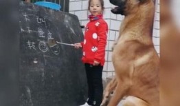 网友爆料训犬师视频下载