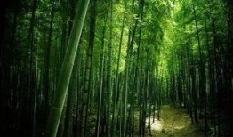 枫叶之路爆料视频最新