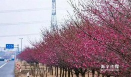 枫叶之路爆料视频最新