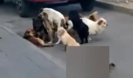 黑哥爆料的视频的微博是什么,幕后真相大起底