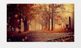 枫叶之路爆料视频最新