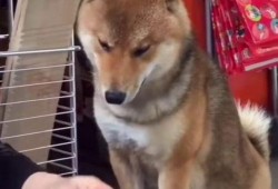 知名狗崽爆料视频播放,揭秘知名视频播放背后的惊人真相