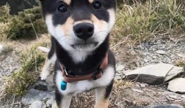 网友爆料训犬师视频下载